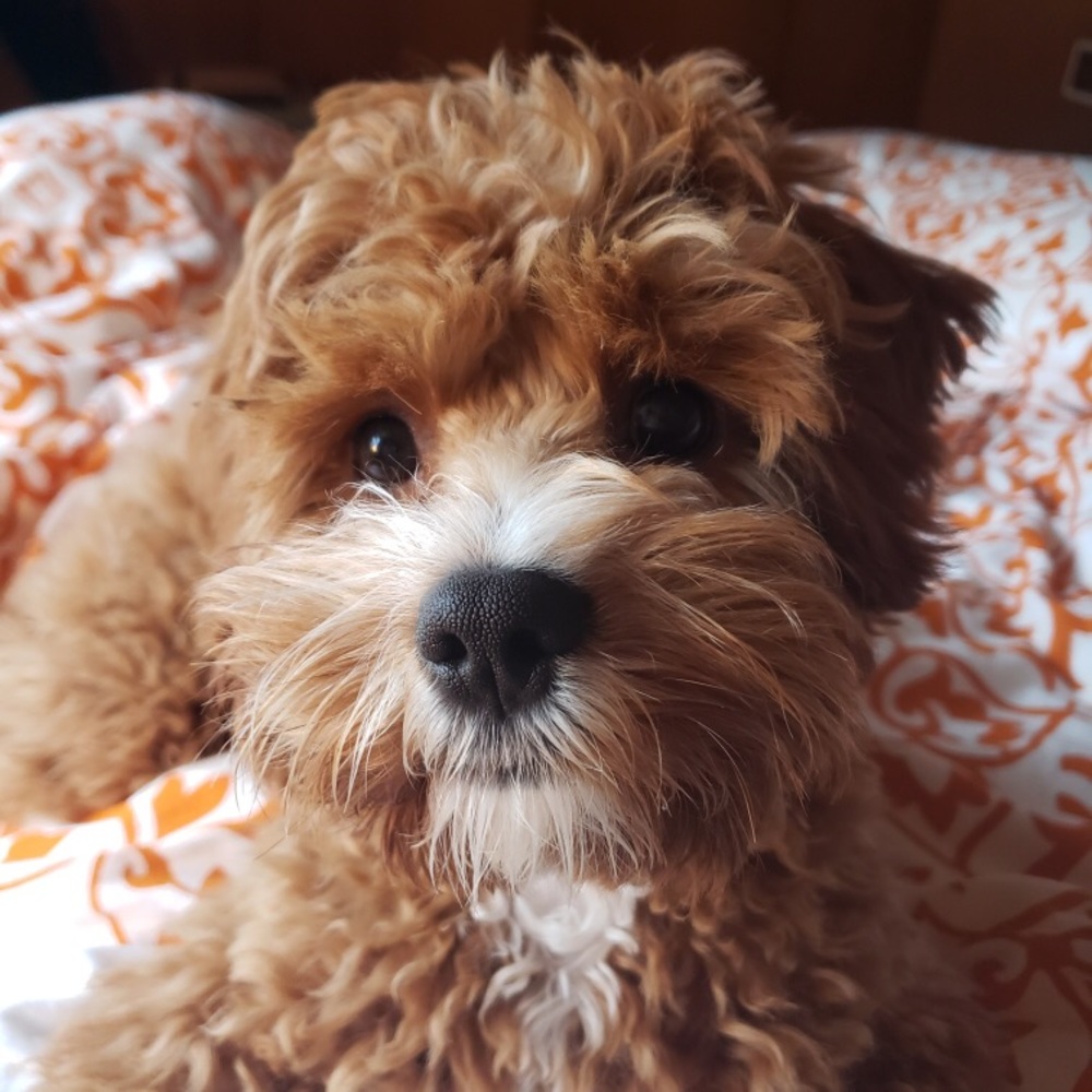 Meet your Posher, Georgia